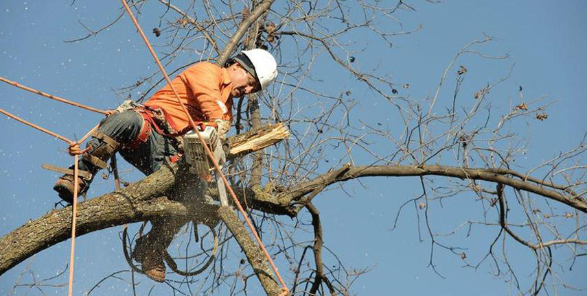 Tree Shaping Vale Park, Stump Removal Walkerville, Tree Pruning Hectorville, Stump Grinding Newton, Tree Trimming Gippsland